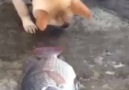 Köpeğin Balıkları Hayatta Tutma Çabası