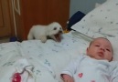 Köpeğin Bebek Sevgisi