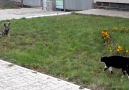 Köpeğin Gururuyla Oynayan Kedi