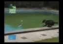 Köpeğin havuzdan topu alma mücadelesi..