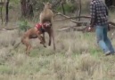 Köpeğini kurtarmak için kanguru ile boks maçı yapan adam gibi adam