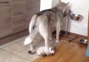Köpeğin ilgisini çekmeye çalışan kedi