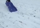 Köpeğin karda kayak keyfi