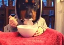 Köpeğin Yemek Keyfi.. :))
