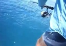 Köpekbalığı Yakalanan Balığa Böyle Saldırdı