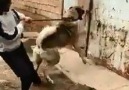 KÖPEK DEĞİL CANAVAR )