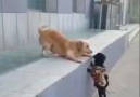 Köpek Dünyası - first kiss