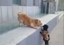 Köpek Dünyası - first kiss