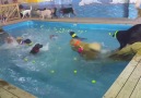 Köpek eğitim okulunda verilen bu nefis havuz partisine hepiniz davetlisiniz!