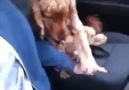 Köpek elini tutmak istiyor