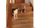 Köpek kafayı yedi