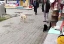 Köpek köpek olalı böyle rezil olmamıştı