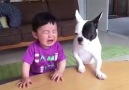 Köpek Kurabiyesini Bitirince Ağlayan Bebek