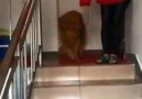 köpekler böyledir işte