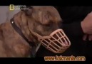 Köpeklere Fısıldayan Adam - Pit Bull -