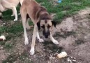 Köpekleri beslerken biraz sorun yaşayan hayvansever abiVia whyaqq