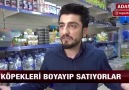 Köpekleri boyalı çıkan petshop mağdurları Via Röportaj Adam