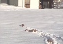 Köpeklerin Karla İmtihanı
