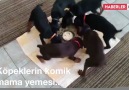 Kopeklerin komik mama yemesi..