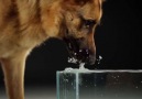 Köpeklerin suyu nasıl içtiğini biliyor muydunuz?