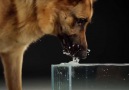 Köpeklerin suyu nasıl içtiklerini biliyor muydunuz ?
