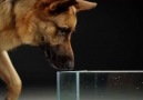 Köpekler nasıl su içer ? Ağır çekimde izliyoruz. Kusursuz Tasarım..