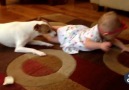Köpek minik bebeğe emeklemeyi öğretiyor. Evet yanlış okumadınız!