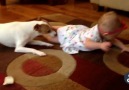 Köpek minik bebeğe emeklemeyi öğretiyor. Evet yanlış okumadınız!