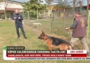 Köpek saldırılarından korunma teknikleri...