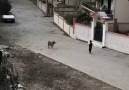 Köpek şok köpek iptal