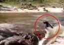 Köpek suya düşen arkadaşını böyle kurtardı!