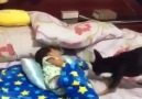 Köpek uyuyan bebeğin üzerini örtüyor işte size hayvanlık dersi