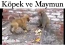 Köpek ve Maymun- Karadeniz Dublaj