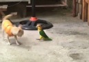 Köpek vs Papağan