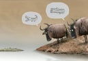 Koppo Kophane - Antilopları nasıl avlarlar Facebook