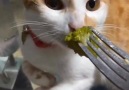 Koray Keleş - brokoli teklifi karşısında midesi kalkan kedi..