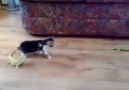 Korkudan kendini kaybeden tatlı kedi :))