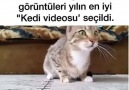 Korku filmi seyreden kedinin görüntülerine çok şaşıracaksınız