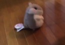 Koro Koron Hamster