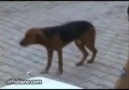 Kostak Kostak Yörü Yörü & Köpecik