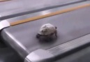 Koşu Bandına Çıkınca Ayarı Bozulan Kaplumbağa