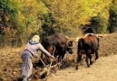 Köyde Hayat Var - Gurbet ellerde ben bu dertten ölürüm