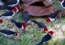 Köylü Kızı - Güzel kuşlar )