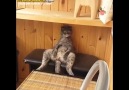 Köy Muhtarını Bekleyen Emmi Gibi Oturan Kedi
