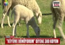 KÖYÜME DÖNÜYORUM DİYENE 300 KOYUN