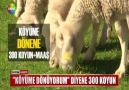 Köyüme Dönüyorum diyene 300 koyun maaş ve sigorta !