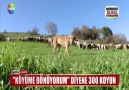 KÖYÜME DÖNÜYORUM DİYENE 300 KOYUN Paylaşalım Lütfen.