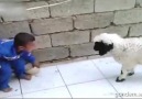 Koyun ile Çocuğun Hesaplaşması