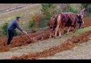 Koyun kuzudanAna kızındanYiğit sözündenKöylü özündenVazgeçemez!..