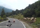 Koyunların İsyan Edip Çobana Saldırması